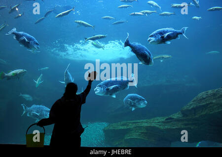 Two Oceans Aquarium, Besucher, Fisch, Victoria & Alfred Waterfront, Cape Town, Western Cape, Südafrika, Afrika Stockfoto