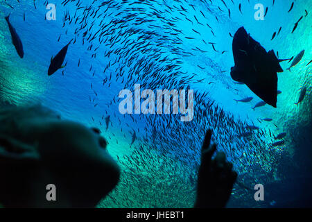 Two Oceans Aquarium, Besucher, Fisch, Victoria & Alfred Waterfront, Cape Town, Western Cape, Südafrika, Afrika Stockfoto