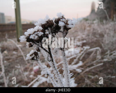 20150106Tanacetum vulgare2 Stockfoto