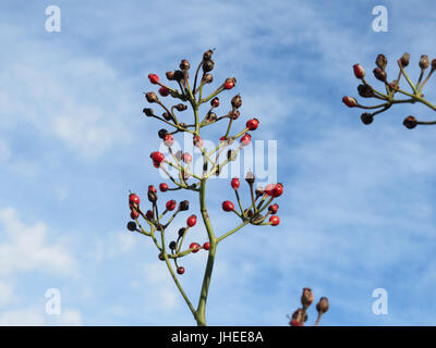 20150113Rosa multiflora1 Stockfoto