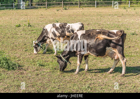 Schwarz-weiß-Milchkühe grasen auf der Website für Sommer Kühe im Mezhyhirye Trakt in der Nähe von Kiew. Stockfoto