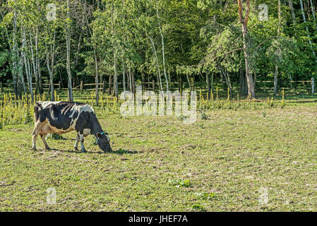 Schwarz-weiß-Milchkühe grasen auf der Website für Sommer Kühe im Mezhyhirye Trakt in der Nähe von Kiew. Stockfoto