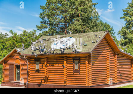 Reinrassigen Tauben in der Nähe von einem hölzernen Taubenschlag und auf einer steinernen Plattform in Mezhyhirya in der Nähe von Kiew. Stockfoto