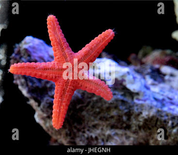 Seestern im Aquarium Stockfoto