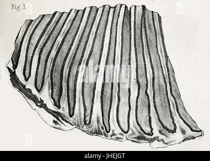 Mammuthus Columbi Molaren Stockfoto