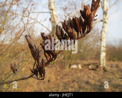 20150224Syringa vulgaris1 Stockfoto