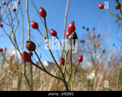 20150225Rosa multiflora2 Stockfoto