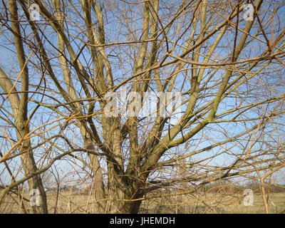 20150317Salix alba2 Stockfoto
