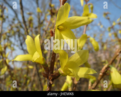 20150319Forsythia x intermedia1 Stockfoto