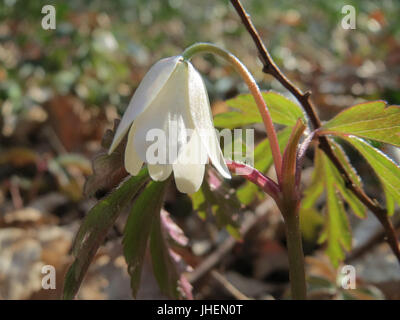 20150322Anemone nemorosa4 Stockfoto