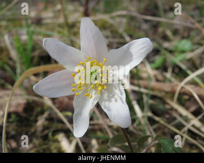 Anemone nemorosa, auch bekannt als Holzanemone, ist eine mehrjährige Wildblume, die in Europa und Teilen Asiens beheimatet ist. Die Blüte blüht im Frühjahr und zeichnet sich durch ihre weißen bis blassrosa Blüten und ihre zarte, schalenförmige Struktur aus, die oft in Wäldern und Wiesen zu finden ist. Stockfoto