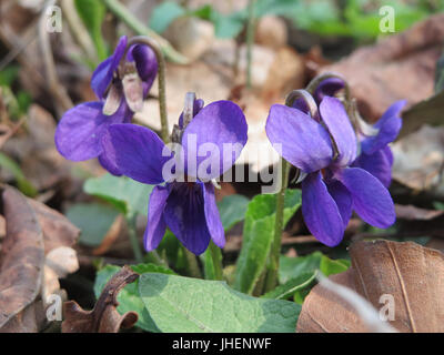 *Viola odorata*, allgemein bekannt als das süße Veilchen, ist eine mehrjährige blühende Pflanze, die für ihre duftenden violetten Blüten bekannt ist. Es kommt in gemäßigten Regionen vor und wird in Parfümen, Heilmitteln und als dekorative Pflanze in Gärten verwendet. Stockfoto