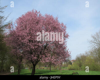 20150412Prunus cerasifera Stockfoto