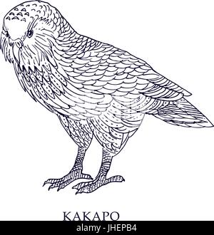 Strigops Habroptila - Kakapo, Eule Papagei. Vektor-Illustration, Vogel mit Erhaltungszustand. Stock Vektor