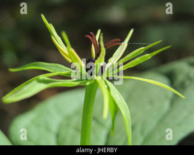20150421Paris quadrifolia22 Stockfoto