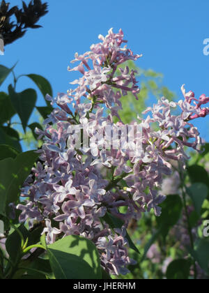 20150423Syringa vulgaris4 Stockfoto