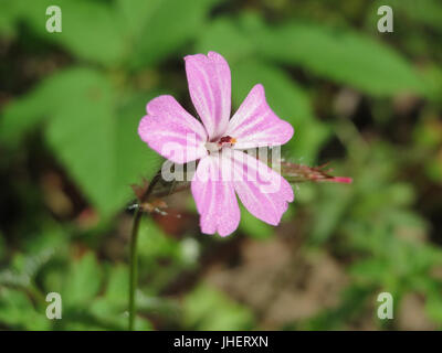 Eine Fotografie der Pflanze Geranium robertianum, allgemein bekannt als Herb Robert, zeigt ihre zarten Blüten und markanten Blätter. Stockfoto