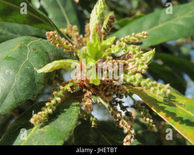 20150504Quercus rubra1 Stockfoto