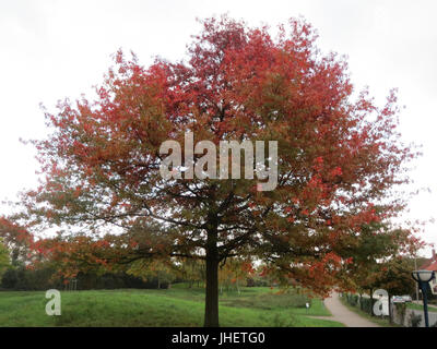 20151023Quercus coccinea Stockfoto