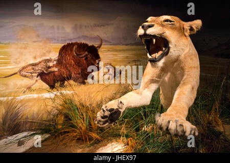 Prähistorischer Park, museumspädagogischen Bereich, Tarascon, Ariege, Frankreich. Giganten der Eiszeit, Höhlenlöwe (Panthera Spelaea) Stockfoto