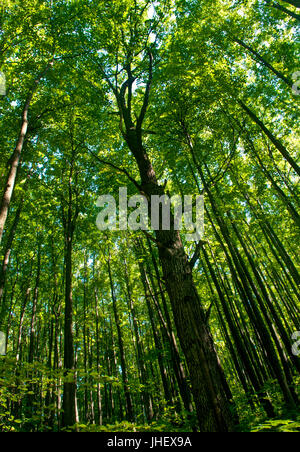 Bäume im Wald niedrigen Winkel Stockfoto