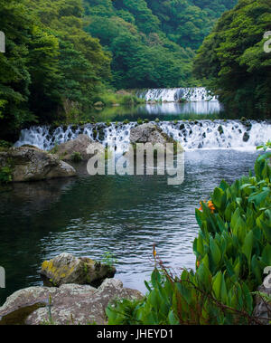 Berg-Wald-Wasserfall mit orange Blume auf Felsen im Vordergrund auf der Insel Jeju Stockfoto