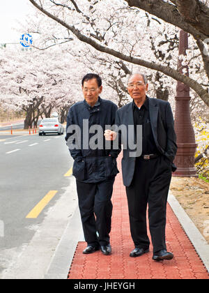 GYEONGJU, Südkorea – 11. April 2014: Foto von zwei ältere koreanische Menwalking auf der Straße in Gyeongju unter blühenden Kirsche Bäume während der jährlichen Stockfoto