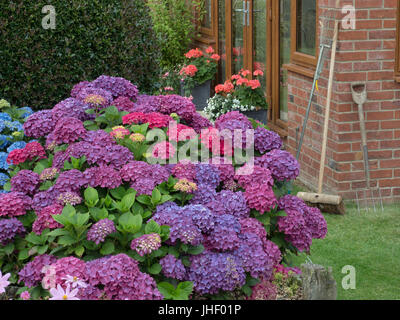 Hortensien im Garten Grenze Einstellung Ende Juli Norfolk Stockfoto