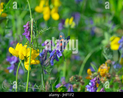 Eng begrenzt 5-spot Burnet Zygaena lonicerae Vogelwicke Vicia cracca & Meadow Vetchling Lathyrus pratensis Stockfoto