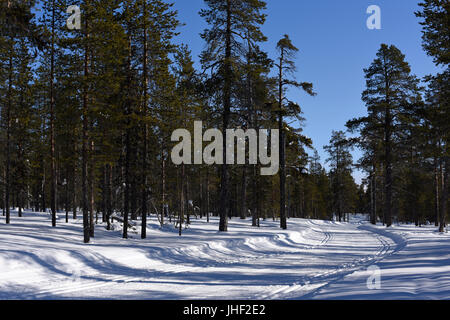 Gespurte Loipen in der Taiga-Wald im Frühjahr in der Nähe von Muotkan Maja Lodge in Finnisch-Lappland Stockfoto