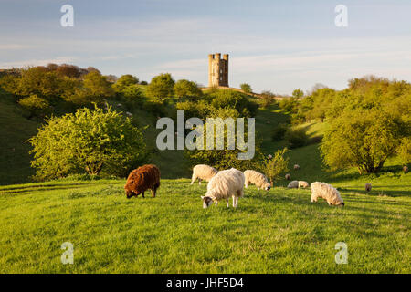 Broadway Tower und weiden Schafe, Broadway, Cotswolds, Worcestershire, England, Vereinigtes Königreich, Europa Stockfoto