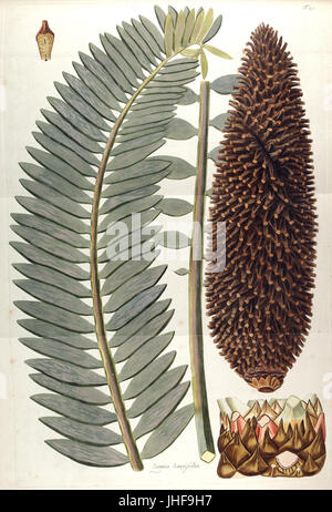 Fragmen Botanica, Figuris Coloratis Illustrata (T. 29) BHL287658 Stockfoto