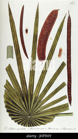 Fragmen Botanica, Figuris Coloratis Illustrata (T. 43) BHL287672 Stockfoto