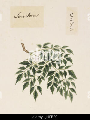 Naturalis Biodiversity Center - RMNH. Art.832 - Melia Azedarach L. - Kawahara Keiga - 1823-1829 - Siebold-Sammlung - Bleistift-Zeichnung - Aquarell Stockfoto