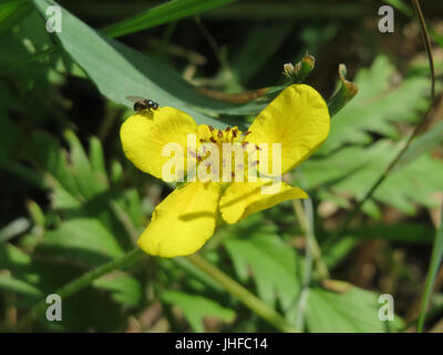 20150627Potentilla heisses Stockfoto