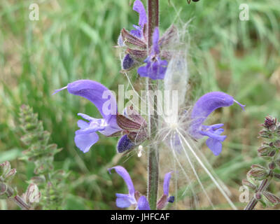 Salvia pratensis, auch bekannt als Wiesensalbei, ist ein mehrjähriges Kraut, das in Europa und Asien beheimatet ist. Sie ist oft auf Wiesen und Grasflächen zu finden, die für ihre medizinischen Eigenschaften und ihre schönen violetten Blüten bekannt sind. Stockfoto