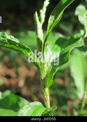 20150804Persicaria maculosa5 Stockfoto
