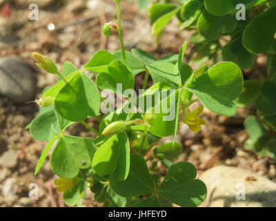 20150821Oxalis stricta2 Stockfoto