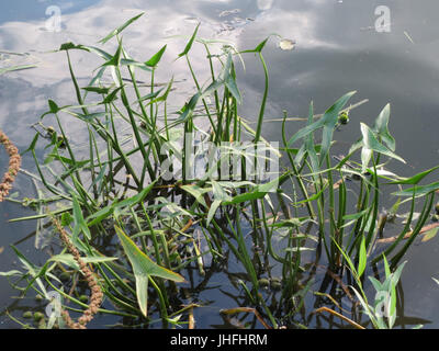 20150908Sagittaria sagittifolia5 Stockfoto