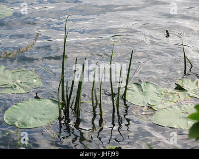 20150910Sagittaria sagittifolia1 Stockfoto