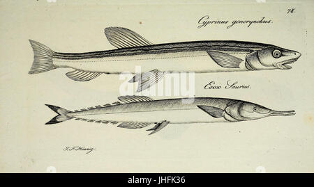 M.E. Blochii... Systema Ichthyologiae Iconibus CX Illustratum (Platte 78) (6892431630) Stockfoto