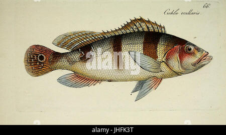 M.E. Blochii... Systema Ichthyologiae Iconibus CX Illustratum (Platte 66) (7038519757) Stockfoto