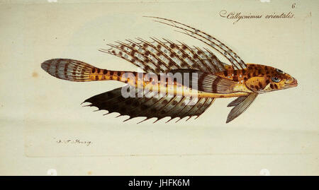 M.E. Blochii... Systema Ichthyologiae Iconibus CX Illustratum (Teller 6) (7038481917) Stockfoto