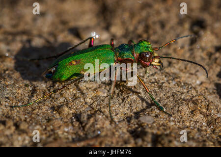 UK-Tierwelt: die metallische "grüne Sandlaufkäfer", Cicindela Campestris, einer der schnellsten Insekten Großbritanniens mit riesigen blass backen für die Jagd. Stockfoto