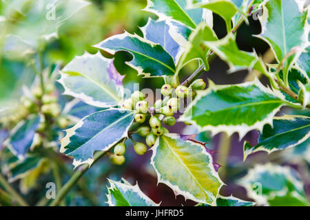 Gartenarbeit Stechpalme (Ilex Aquifolium Aureomarginata). Blätter und Früchte. Stockfoto