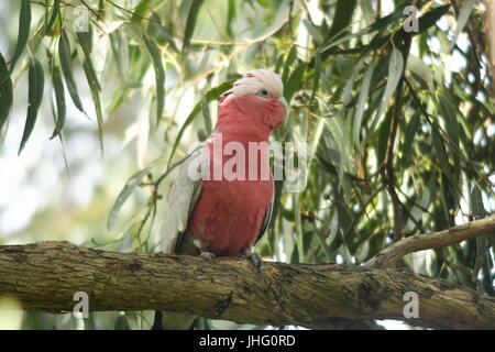 Australian Pink GALAH, Eolophus roseicapilla, thront auf einem Eukalyptus-Ast. Stockfoto