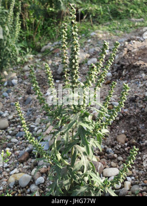 20151005Ambrosia artemisiifolia3 Stockfoto
