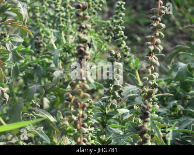 20151005Ambrosia artemisiifolia5 Stockfoto
