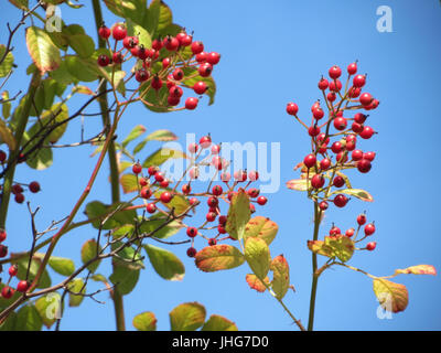 20151008Rosa multiflora1 Stockfoto