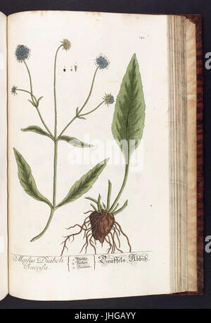 Herbarium Blackwellianum Emendatum et Auctum, Id est, Elisabethae Blackwell Collectio Stirpium (Platte 142) BHL291427 Stockfoto